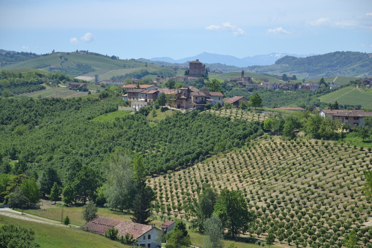 The Terraced Vineyards